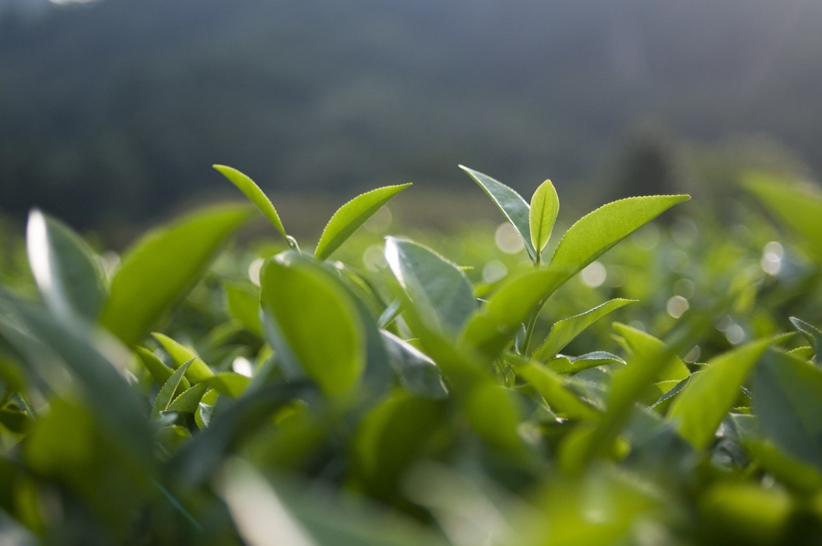 茶叶质量与清静测试效劳-效劳规模-一飞冲天300倍游戏